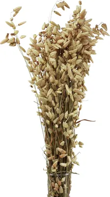 Produktbild von Zittergras Trockenblumen Naturdeko 60cm Grün 100g