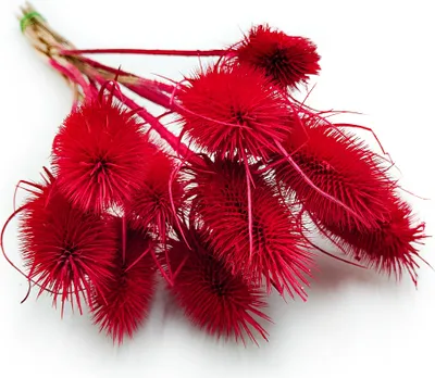 Produktbild von Distel - (Dipsacus) - Rot