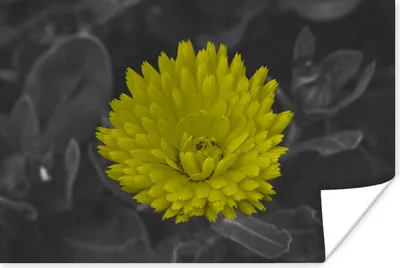Produktbild von MuchoWow® Poster Blumen - Aquarell - Löwenzahn 120x80 cm - Bilder