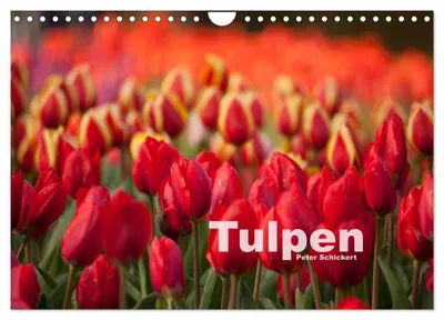 Produktbild von Tulpen (Wandkalender 2027 DIN A4 quer), CALVENDO Monatskalender