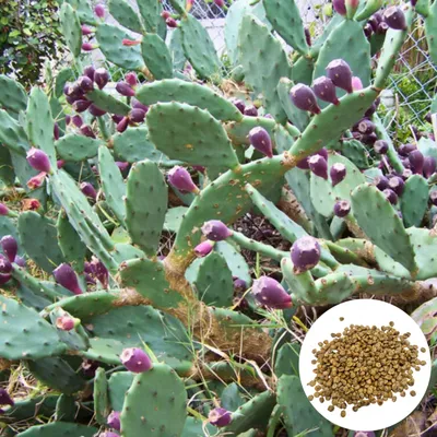 Obrázek produktu pro Semena Opuntia Stricta - balení 5 ks - Mrazuvzdorná do -23 °C - Opuncie vzpřímená