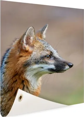 Produktbild von Gartenposter - 80x120 cm - Graufuchs-Porträt  - Modernes WaldTierposter Bilder - Wilde Tierposter