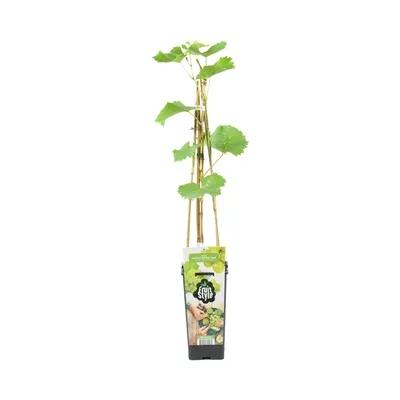 Produktbild von Vitis Vinifera 'Vroege van der Laan' - Traubenpflanze - Weiße Trauben - Obstpflanzen - Gartenpflanzen - Winterhart - ⌀14 cm - Höhe 60-70 cm