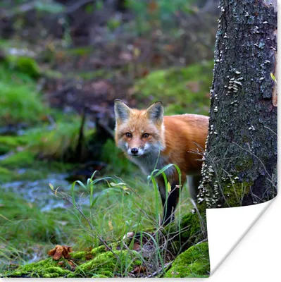Produktbild von MuchoWow® Poster Fuchs - Baum - Waldtier - Herbst 75x75 cm - Wand Dekoration