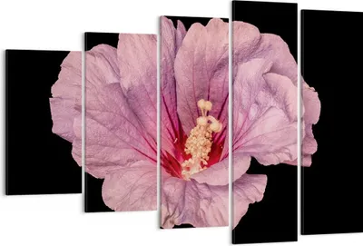 Produktbild von Bild auf Leinwand - Leinwandbild - 5 Teile - Hibiskus Blume Rosa - 150x100cm - Wand Bild - Wanddeko - Wandbilder - Leinwanddruck - Bilder - Wanddekoration - Leinwand bilder - Wandbild - EG150x100-4481