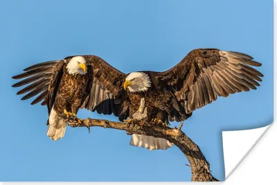 Produktbild von MuchoWow® Poster Vogel - Äste - Adler - Raubvögel - Luft 120x80 cm - Bilder