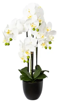 Produktbild von Kunstpflanze Phalaenopsis Höhe: 69 cm weiß