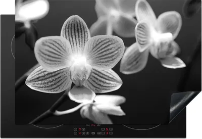 Produktbild von KitchenYeah© Herdabdeckplatte Orchideenblüte - schwarz und weiß , 76x51cm, Küche Deko, Glaskeramikkochfeld Herdabdeckung, Abdeckplatte fùr Kochfeld