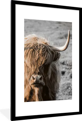 Produktbild von MuchoWow® MuchoWow® Gerahmtes Poster Schottisches Hochlandrind - Tier - Sonne 60x90 cm - Poster mit zchwarzem Bilderrahmen - Dekoration - Wandposter Wohnzimmer - Hochwertig