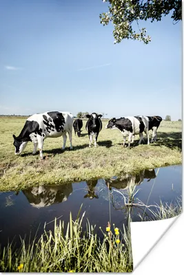 Produktbild von MuchoWow® Poster Kühe - Wasser - Spiegelung 120x180 cm - Kunstposter