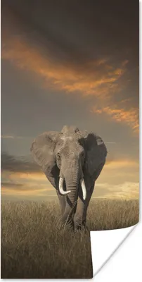 Produktbild von MuchoWow® Poster Weidender Elefant 20x40 cm - Plakat - Foto