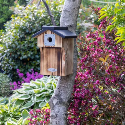 Produktbild von CJ Wildlife Nistkasten - Galveston 32-mm Einflugloch -Holz schwarz/braun - für Kohlmeise & Kleiber - Schutzbalkon, Metalleinflugblende