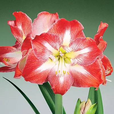 Obrázok produktu pre Hippeastrum Zwartnica Amaryllis Minerva 1 ks cibule Cibule amaryllis
