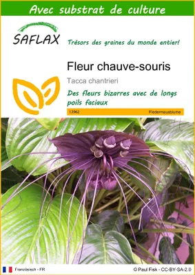 Image de SAFLAX  - Fleur chauve-souris - 10 graines - Avec substrat - Tacca