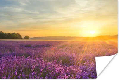 Produktbild von MuchoWow® Poster Lavendel - Sonnenuntergang - Bäume - Lila 120x80 cm - Bilder