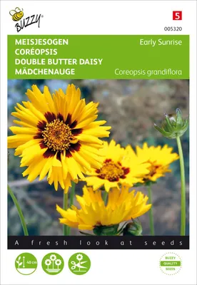 Produktbild von Mädchenauge Early Sunrise | Mädchenaugensamen von Buzzy Seeds