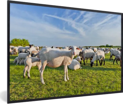 Produktbild von MuchoWow® Gerahmtes Poster Schafe - Weiß - Wolle 30x20 cm - Poster mit Schwarzem Bilderrahmen Wandposter Rahmen Foto Bilder - Kunstdruck - Bild-Poster