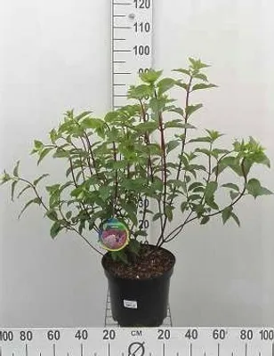 Zdjęcie produktu dla Hortensja pan. vanille Fraise'® - Rispenhortensie Pojemnik 60-80 cm