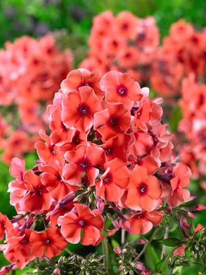 Produktbild von Phlox paniculata 'Tequila Sunrise', Flammenblume, mehrfarbig, ca. 11x11 cm Topf