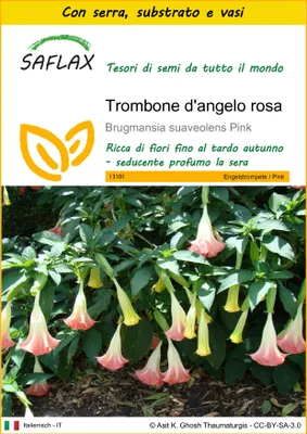 Immagine prodotto di SAFLAX Insieme di coltivazione - Trombone d'angelo rosa - 10 semi - Brugmansia
