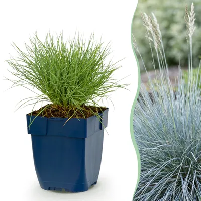 Zdjęcie produktu dla Festuca glauca – trawa niebieska – zimozielona – niebieska - 15-25cm - Ø11cm - Roślina ogrodowa