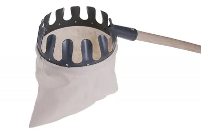 Immagine prodotto di Frutti di aglio Levior CZ