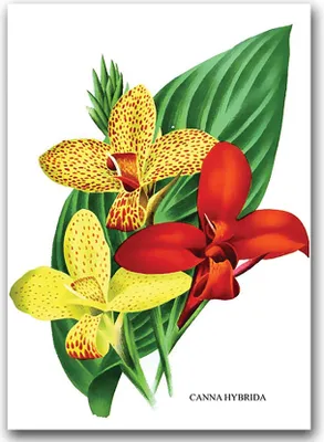 Produktbild von Poster - Canvas - Leinwand - 59,4 cm x 84,1 cm - Fotoposter - Leinwandkunst - Canna Lilien-Blumen