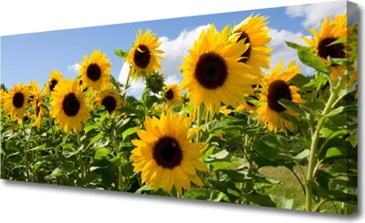 Produktbild von Tulup Leinwand-Bilder 125x50 Wandbild Canvas Kunstdruck Sonnenblumen Pflanzen