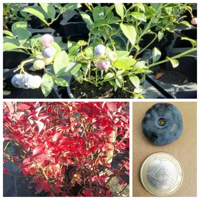 Produktbild von Chandler Kulturheidelbeere Blaubeere große schmackhafte Beeren 30-40 cm 3,5 L