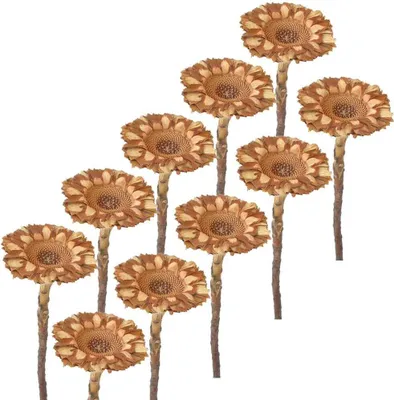 Immagine prodotto di Fiori secchi Protea set di 10 bouquet decorazione autunnale naturale 6,5 cm