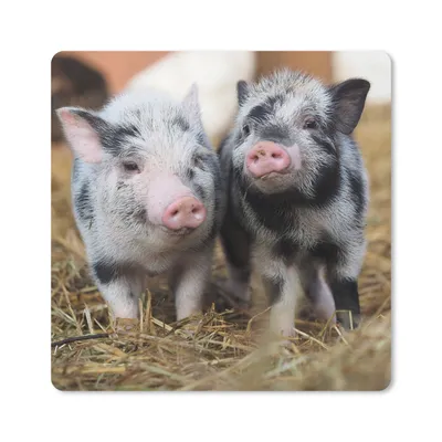 Produktbild von MuchoWow® Mauspad Mousepad Schwein - Tiere - Ferkel 20x20 cm - Mousepads - Maus Mat - Pad - Mausunterlage - Desk Mat - Bureauartikeln