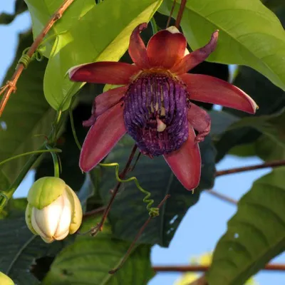 Obrázok produktu pre Injo Passiflora (Passiflora ambigua) - 10 semien
