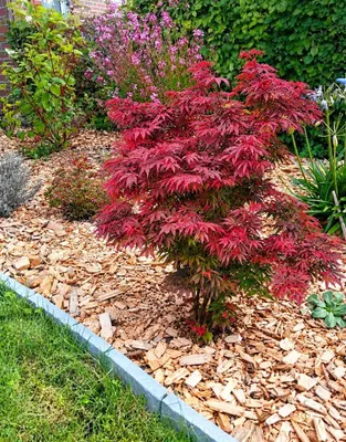 Produktbild von Roter Fächerahorn Acer Palmatum Shaina 80 - 100 cm Ahorn