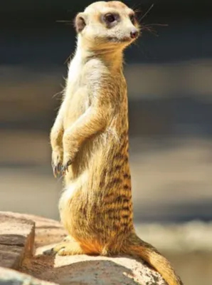 Produktbild von 3 D Ansichtskarte Erdmännchen, Postkarte Wackelkarte Hologrammkarte Tiere Tier