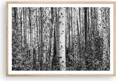 Produktbild von Gerahmtes Poster - Rahmen in heller Eiche - Birken Wald Monochrom - 91,5x61 cm - Wand Bild - Wanddeko - Wandbilder - Kunstposter - Wandposter - Bilderrahmen - Bilder - Kunstdruck - P2NAA91x61-4643