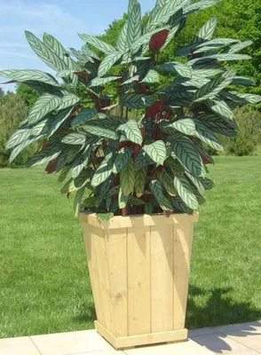 Produktbild von Blumenkasten Alpina 3 inkl. Stoffeinsatz - Abmessung: 55 x 55 x 72 cm (B x T x H)
