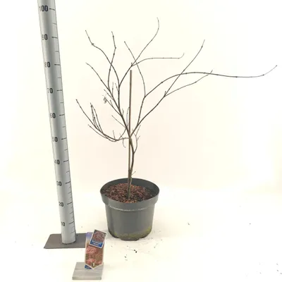 Produktbild von Acer pal. 'Garnet' - Fächerahorn | 70-80 cm im Topf