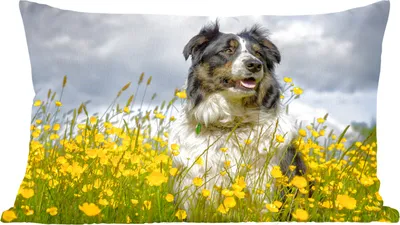 Produktbild von MuchoWow® Zierkissen Sofakissen Wohnzimmer Dekokissen 50x30 cm Ein Border Collie zwischen gelben Blumen - Wohnzimmerdekoration - Polster mit Photo