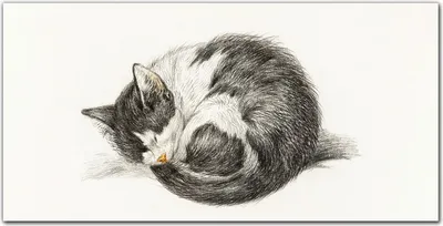 Produktbild von Coloray Bild aus Leinwand 140x70 Leinwand Dekoration - Haustier Katze