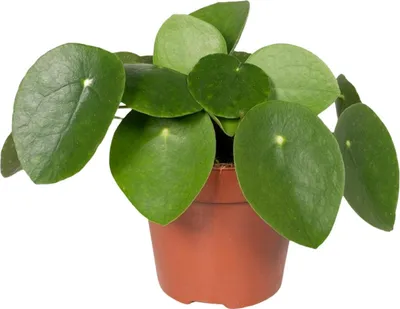 Zdjęcie produktu dla Pilea Peperomiodes - Roślina naleśnikowa - Ø15 cm, wysokość 25 cm - Idealna roślina domowa do każdego pomieszczenia