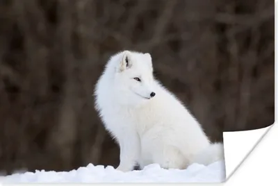 Produktbild von MuchoWow® Poster Polarfuchs - Schnee - Tiere 120x80 cm - Bilder
