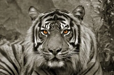 Produktbild von Wandbild TIGER 78x118 cm – Leinwandbild Keilrahmen Deko modern