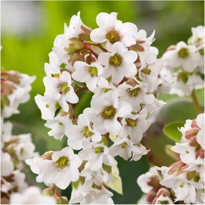 Produktbild von Stauden Gänge 1 x Bergenia cordifolia ‚Beach' - Bergenie - Pflegeleicht und vielseitig, ein echter Hingucker - Bienenfreundlich