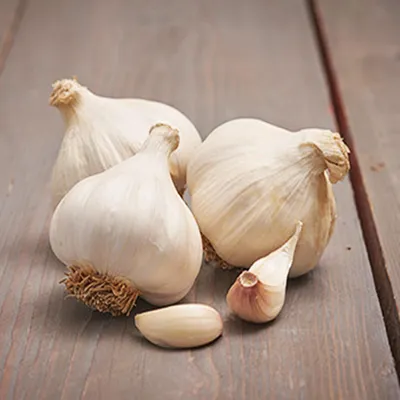 Zdjęcie produktu dla Czosnek Jadalny Zimowy Ozimy White Garlic Messidrome 0,25 kg