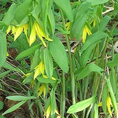 Produktbild von 6 x Hänge Goldglocke - Uvularia grandiflora  | Topf 9x9 cm