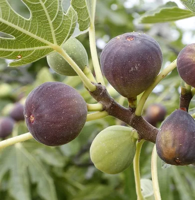 Produktbild von Feige `Brown Turkey´ (Ficus carica) im Topf