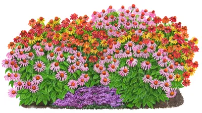 Produktbild von Dehner Bio Stauden-Set Sonnenhüte, 12 Pflanzen für sonnige Standorte, je 5-20 cm exkl. Pflanztopf, Ø Topf je 9 cm, gelb / orange / rosa / rot
