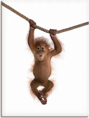 Produktbild von ARTland Leinwandbild Baby Orang Utan hängt an Seil II Größe: 60x80 cm