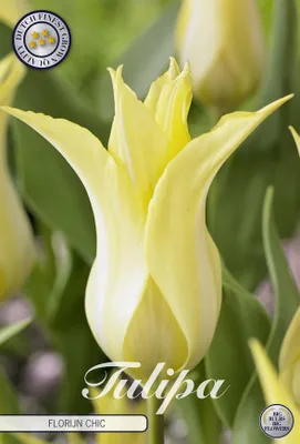 Artikelbild 2 von 'Tulpe Florijn Chic (7 Stück)' aus der Kategorie Tulpenzwiebeln