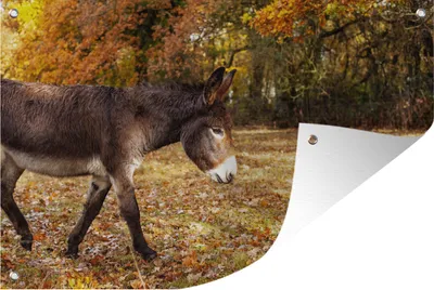 Produktbild von MuchoWow® 120x80 cm Outdoor-Poster Gartendeko Sichtschutz Garten Poster für den Garten Esel läuft durch Herbstballen